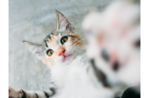 Tabby cat with orange markings on the face reaching with paws at the camera