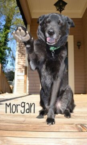 Morgan C.