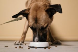 Brown dog with floppy ears eating out of dog bowl