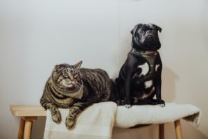 Black french bulldog and grey cat sitting together on bench.