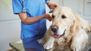 vet and dog